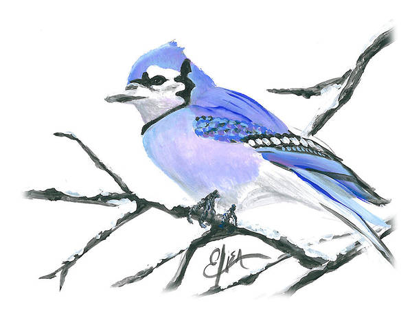 Blue Jay Watercolor Painting. Realistic Blue Jay Painting