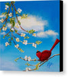 Cardinal on dogwood branch - Canvas Print