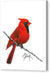 Cardinal - Canvas Print