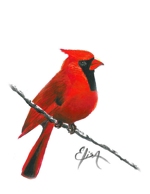 Cardinal - Art Print