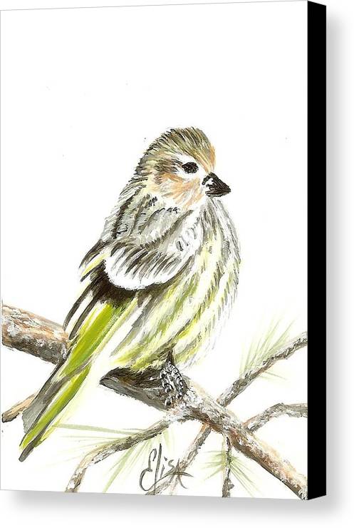 Pine Siskin Finch - Canvas Print